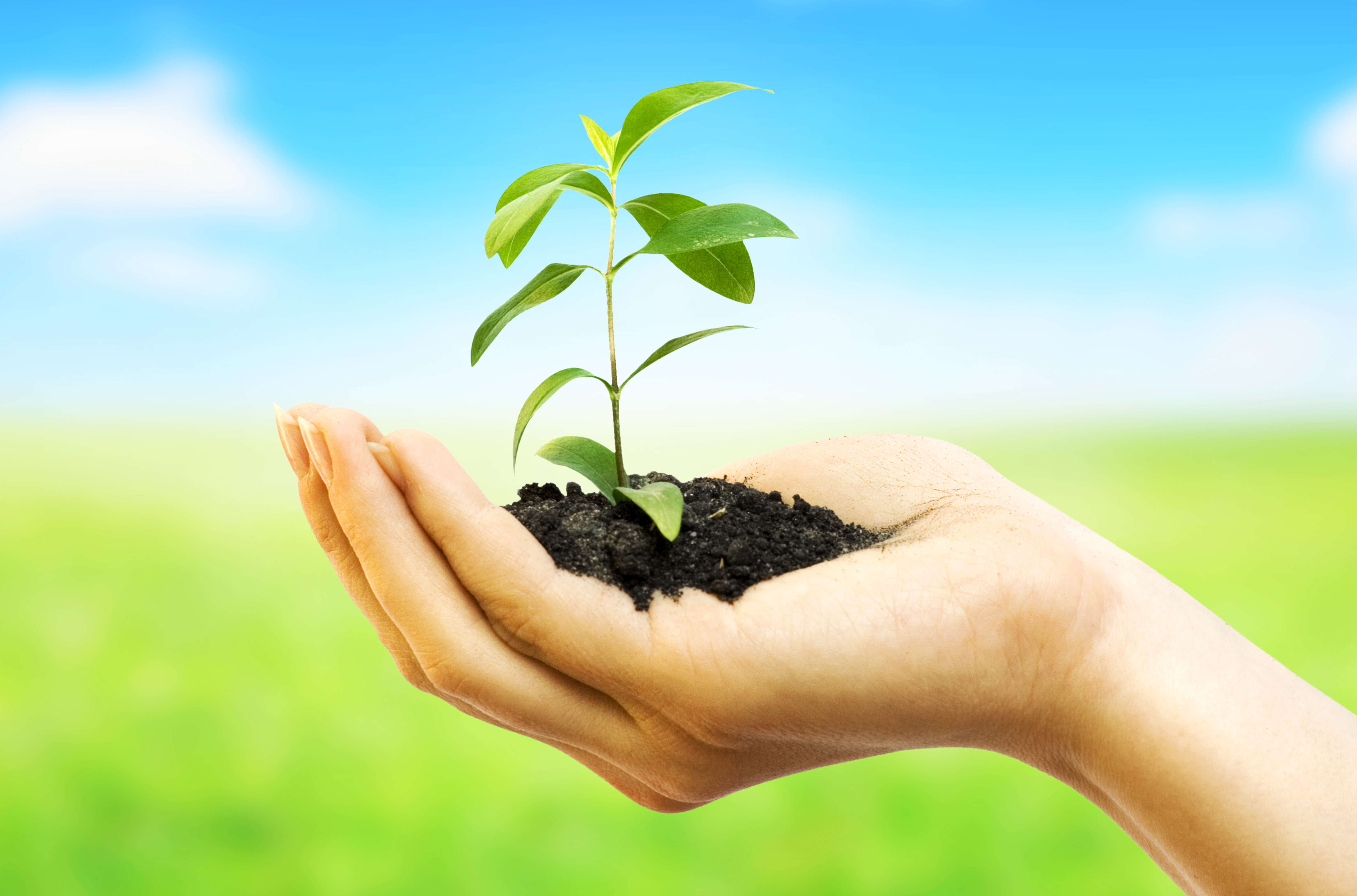 Экологическая безопасность почвы. Защита природы. Растение в руках. Земля с растением в руках. Росток в руках.